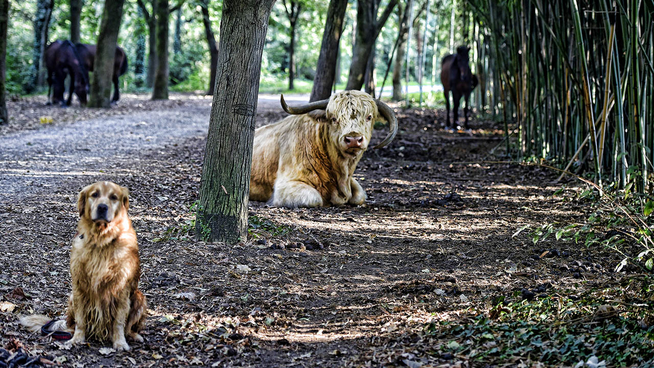greendogclub – natura